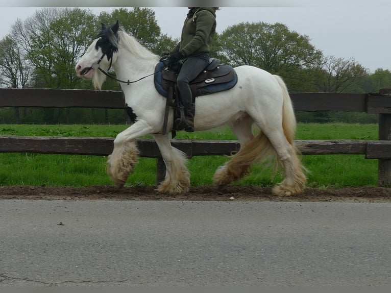 Cob Irlandese / Tinker / Gypsy Vanner Castrone 7 Anni 137 cm Pezzato in Lathen
