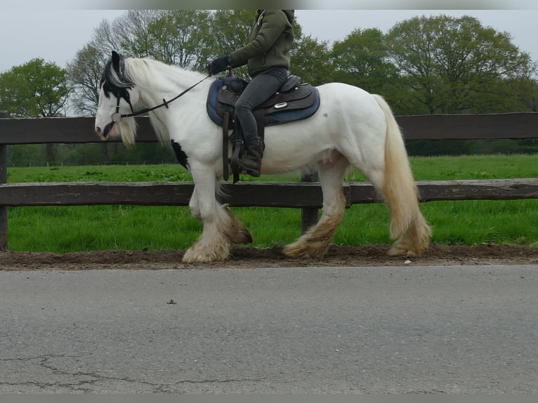 Cob Irlandese / Tinker / Gypsy Vanner Castrone 7 Anni 137 cm Pezzato in Lathen