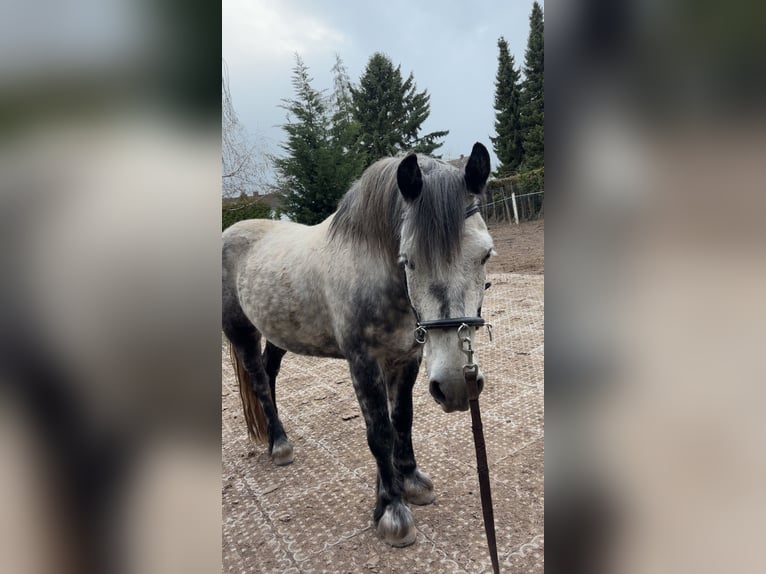 Cob Irlandese / Tinker / Gypsy Vanner Mix Castrone 7 Anni 150 cm Leardo in WolfhagenWolfhagen
