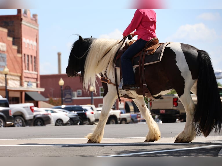 Cob Irlandese / Tinker / Gypsy Vanner Castrone 7 Anni 152 cm Pezzato in Ripley