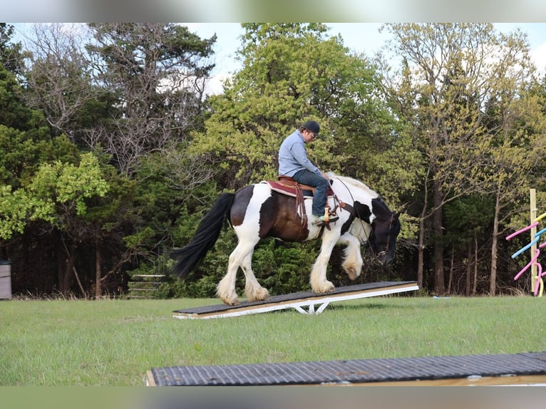 Cob Irlandese / Tinker / Gypsy Vanner Castrone 7 Anni 152 cm Pezzato in Ripley