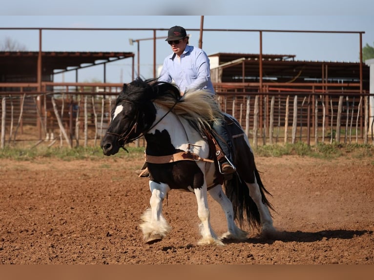 Cob Irlandese / Tinker / Gypsy Vanner Castrone 7 Anni 152 cm Pezzato in Ripley