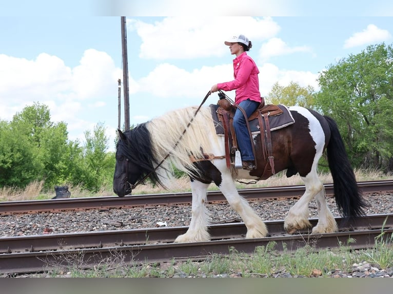 Cob Irlandese / Tinker / Gypsy Vanner Castrone 7 Anni 152 cm Pezzato in Ripley