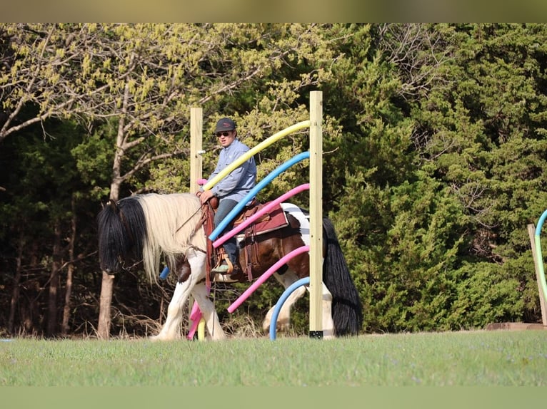 Cob Irlandese / Tinker / Gypsy Vanner Castrone 7 Anni 152 cm Pezzato in Ripley