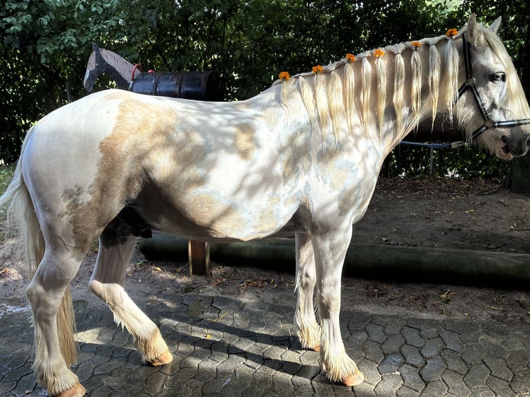 Cob Irlandese / Tinker / Gypsy Vanner Castrone 7 Anni 154 cm Falbo baio in Hünfeld