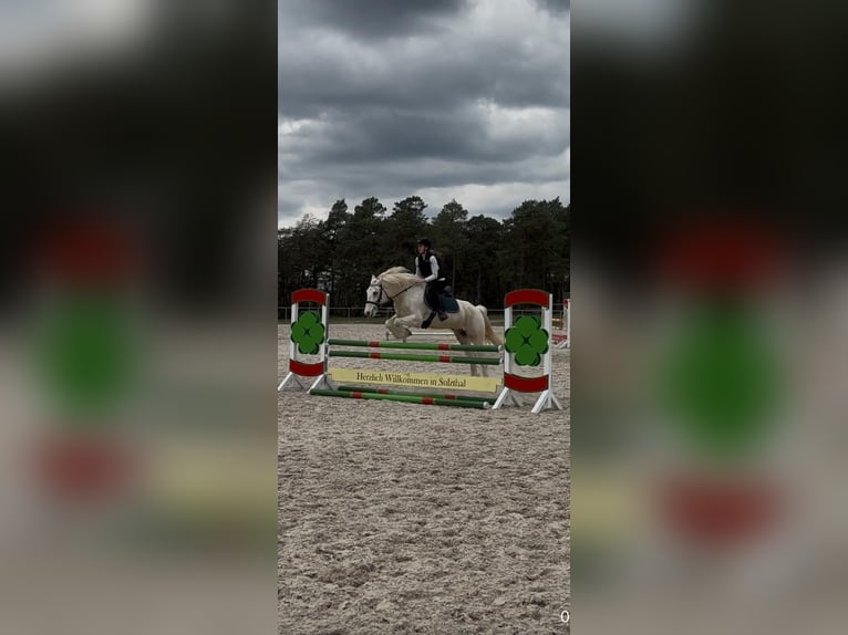 Cob Irlandese / Tinker / Gypsy Vanner Castrone 7 Anni 154 cm Falbo baio in Hünfeld