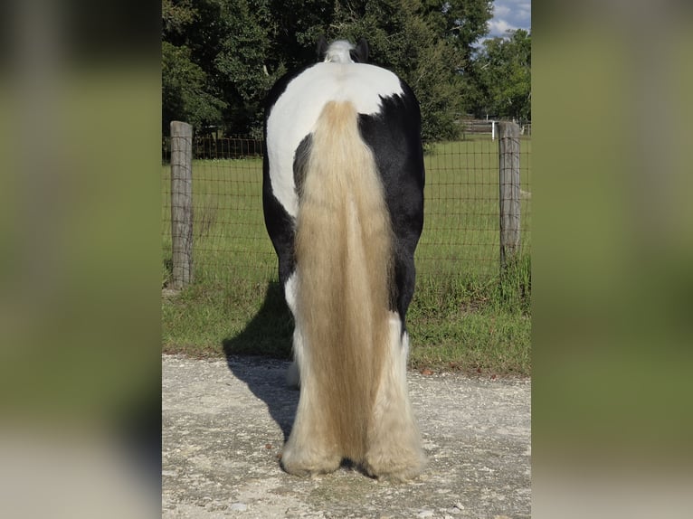 Cob Irlandese / Tinker / Gypsy Vanner Castrone 7 Anni 155 cm Pezzato in Ocala