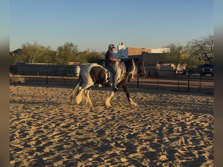 Cob Irlandese / Tinker / Gypsy Vanner Castrone 7 Anni 157 cm in New River, AZ