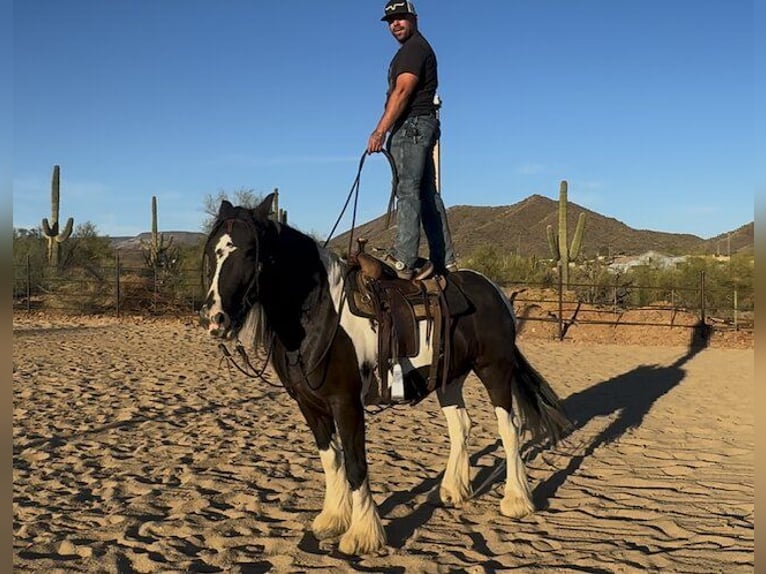 Cob Irlandese / Tinker / Gypsy Vanner Castrone 7 Anni 157 cm in New River, AZ