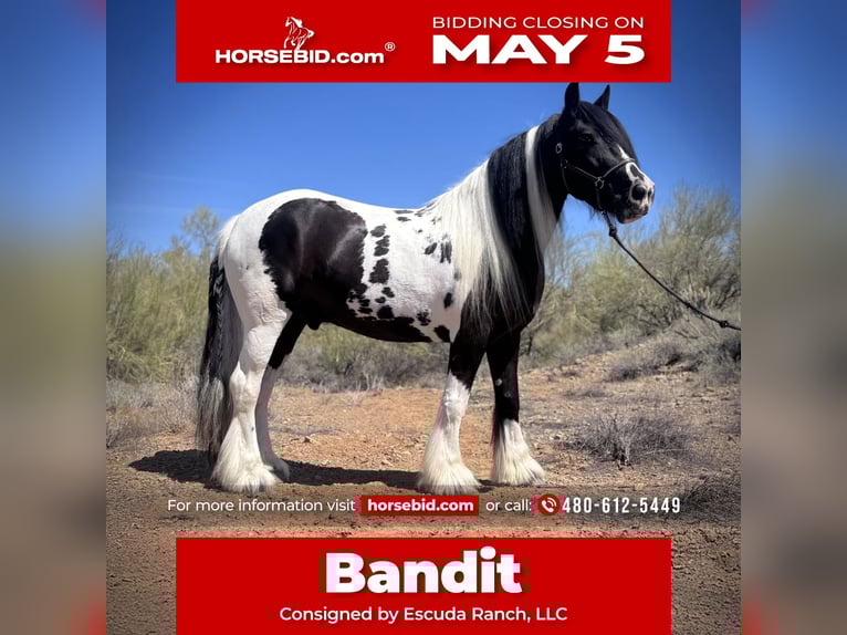 Cob Irlandese / Tinker / Gypsy Vanner Castrone 7 Anni 157 cm in New River, AZ