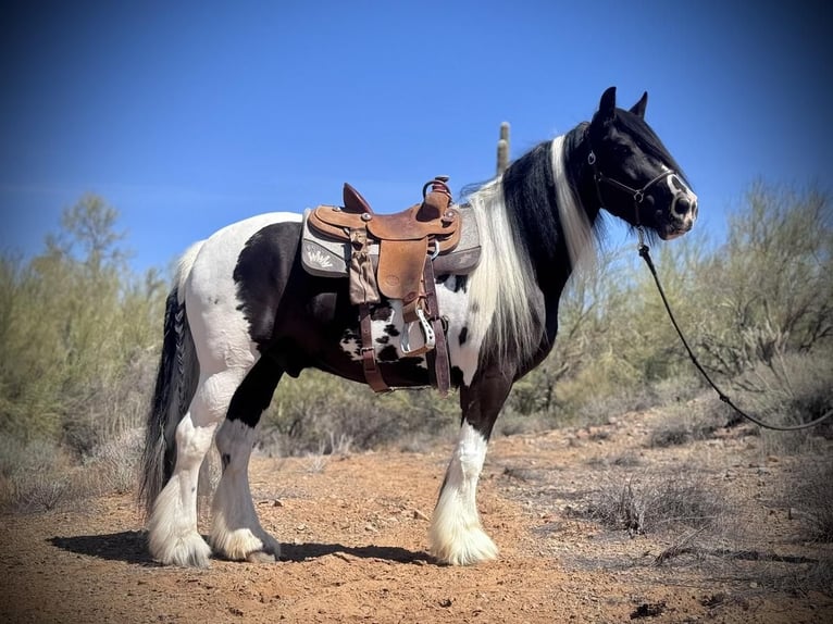 Cob Irlandese / Tinker / Gypsy Vanner Castrone 7 Anni 157 cm in New River, AZ