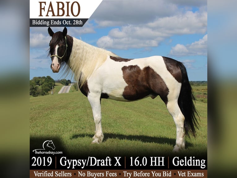Cob Irlandese / Tinker / Gypsy Vanner Mix Castrone 7 Anni 163 cm Tobiano-tutti i colori in Princeton, MO
