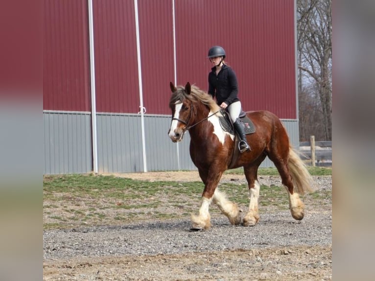 Cob Irlandese / Tinker / Gypsy Vanner Mix Castrone 7 Anni 170 cm Sauro scuro in Howell