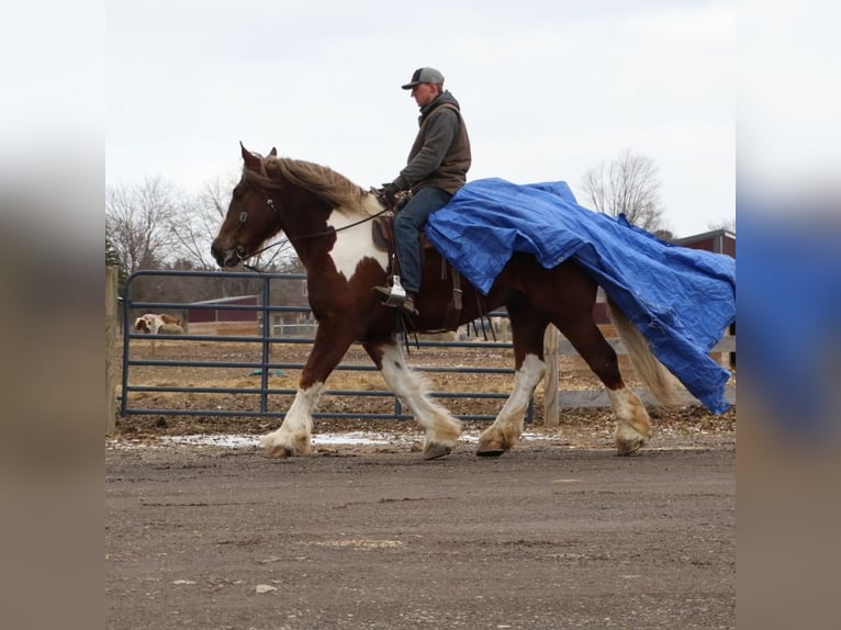 Cob Irlandese / Tinker / Gypsy Vanner Mix Castrone 7 Anni 170 cm Sauro scuro in Howell