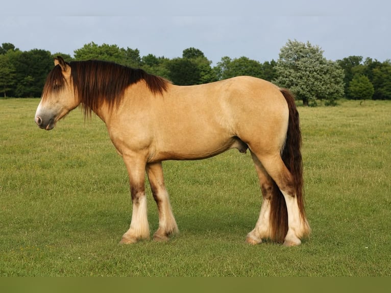 Cob Irlandese / Tinker / Gypsy Vanner Castrone 7 Anni Pelle di daino in Eustace