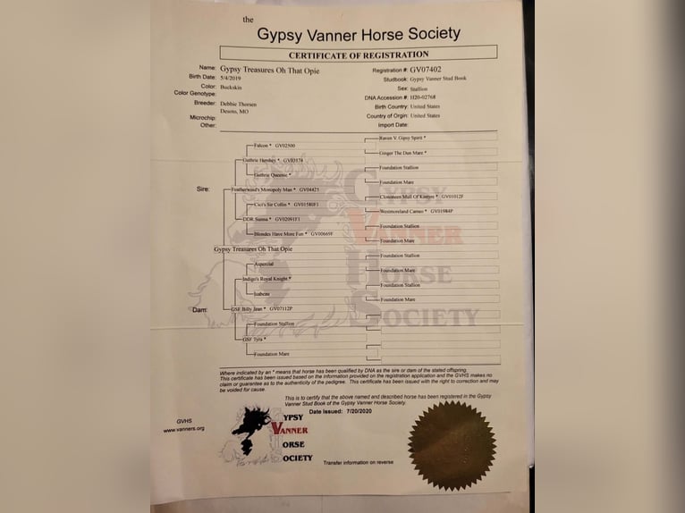 Cob Irlandese / Tinker / Gypsy Vanner Castrone 7 Anni Pelle di daino in Eustace