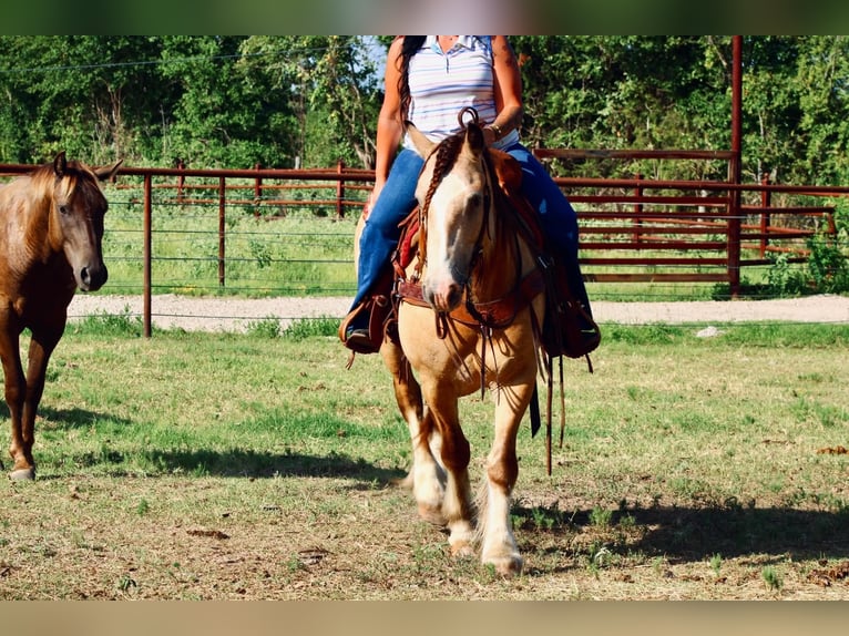 Cob Irlandese / Tinker / Gypsy Vanner Castrone 7 Anni Pelle di daino in Eustace