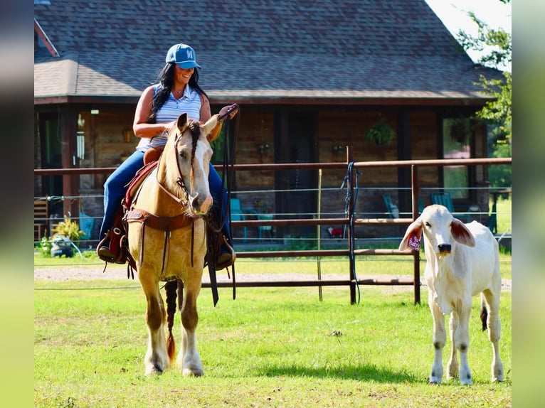 Cob Irlandese / Tinker / Gypsy Vanner Castrone 7 Anni Pelle di daino in Eustace