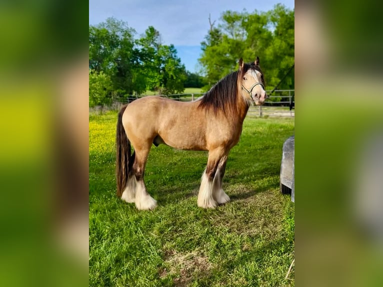 Cob Irlandese / Tinker / Gypsy Vanner Castrone 7 Anni Pelle di daino in Eustace
