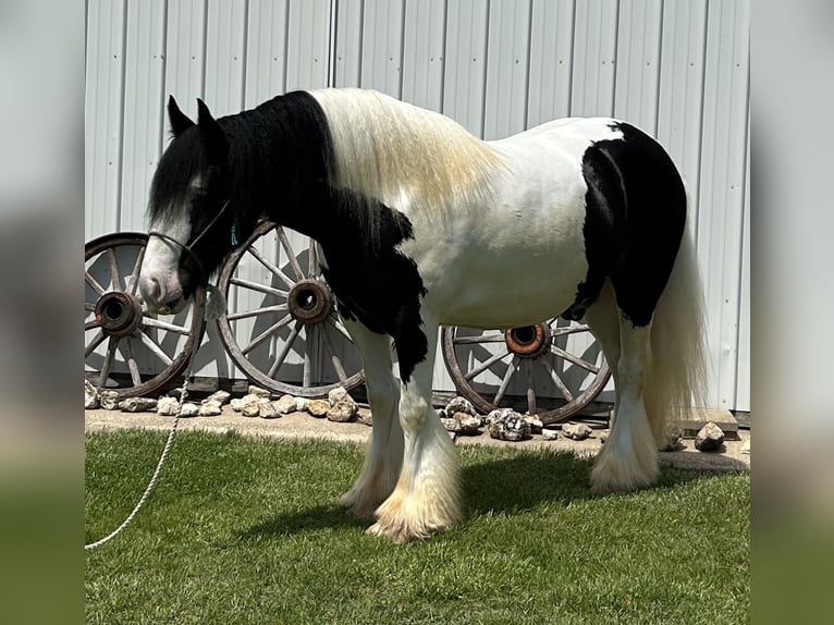 Cob Irlandese / Tinker / Gypsy Vanner Castrone 7 Anni Pezzato in Peosta