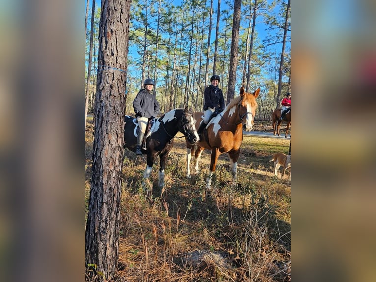 Cob Irlandese / Tinker / Gypsy Vanner Castrone 7 Anni Tobiano-tutti i colori in Ocala FL