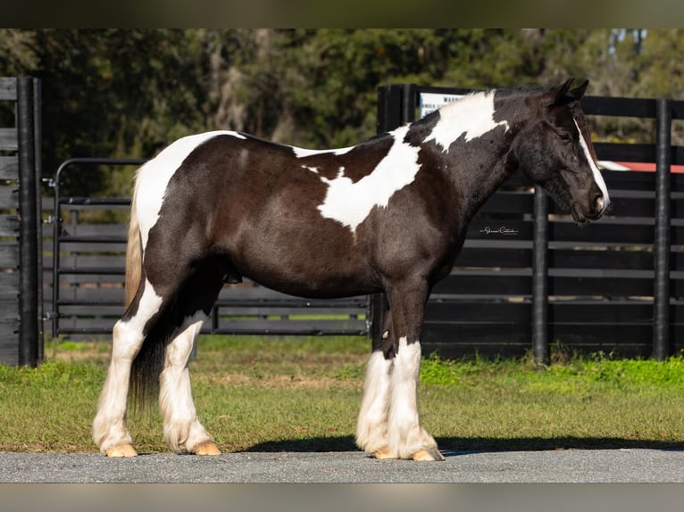 Cob Irlandese / Tinker / Gypsy Vanner Castrone 7 Anni Tobiano-tutti i colori in Ocala FL