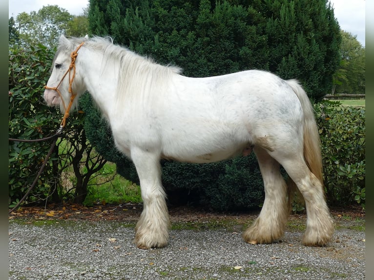 Cob Irlandese / Tinker / Gypsy Vanner Castrone 8 Anni 125 cm Grigio in Lathen