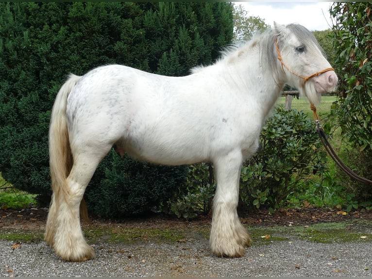 Cob Irlandese / Tinker / Gypsy Vanner Castrone 8 Anni 125 cm Grigio in Lathen