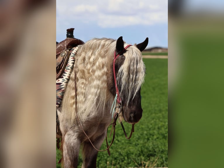Cob Irlandese / Tinker / Gypsy Vanner Mix Castrone 8 Anni 127 cm Grigio in Buckeye, AZ