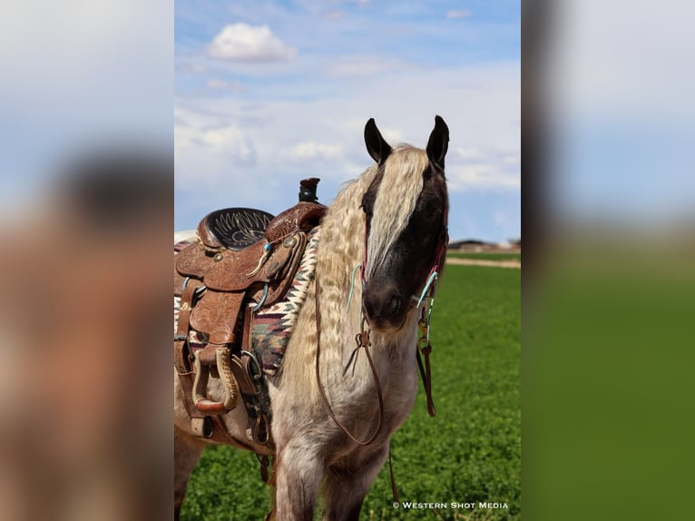 Cob Irlandese / Tinker / Gypsy Vanner Mix Castrone 8 Anni 127 cm Grigio in Buckeye, AZ
