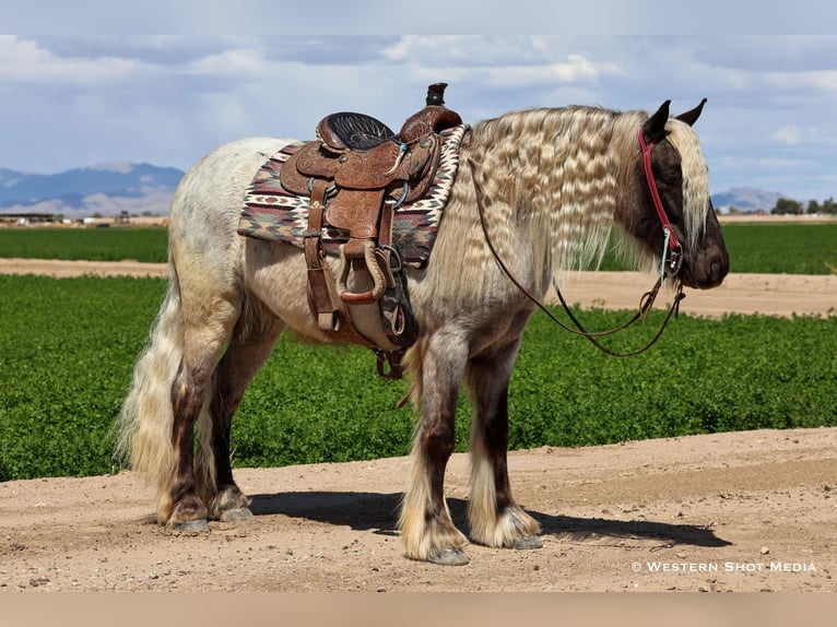 Cob Irlandese / Tinker / Gypsy Vanner Mix Castrone 8 Anni 127 cm Grigio in Buckeye, AZ