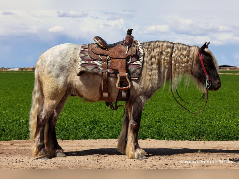 Cob Irlandese / Tinker / Gypsy Vanner Mix Castrone 8 Anni 127 cm Grigio in Buckeye, AZ