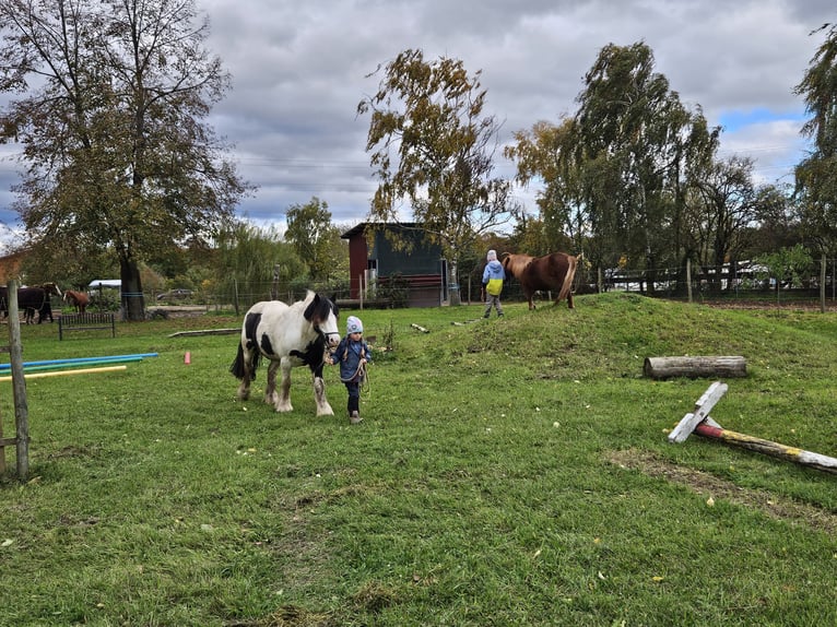 Cob Irlandese / Tinker / Gypsy Vanner Castrone 8 Anni 128 cm Pezzato in Edingen-Neckarhausen
