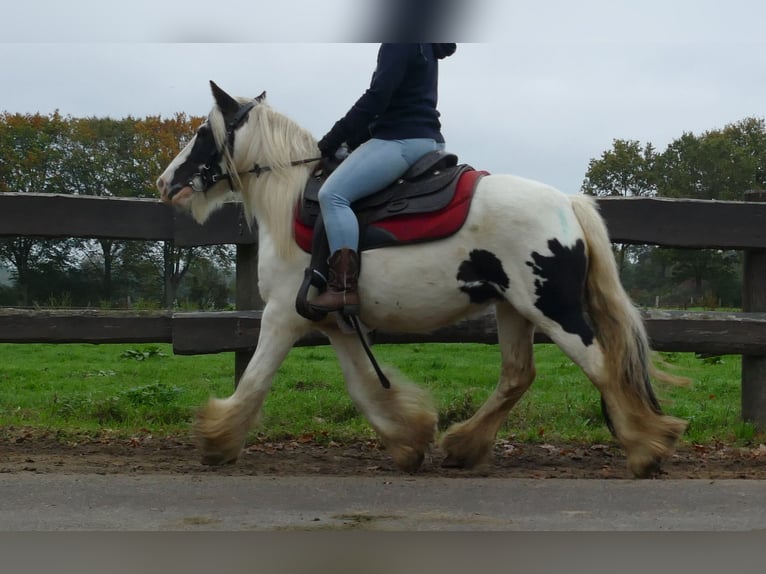 Cob Irlandese / Tinker / Gypsy Vanner Castrone 8 Anni 129 cm Pezzato in Lathen