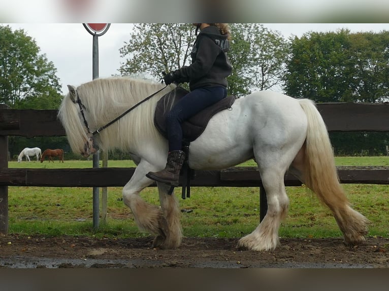 Cob Irlandese / Tinker / Gypsy Vanner Castrone 8 Anni 130 cm Grigio in Lathen