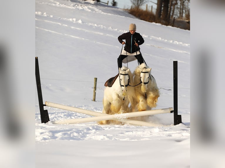 Cob Irlandese / Tinker / Gypsy Vanner Castrone 8 Anni 132 cm Bianco in Millersburg