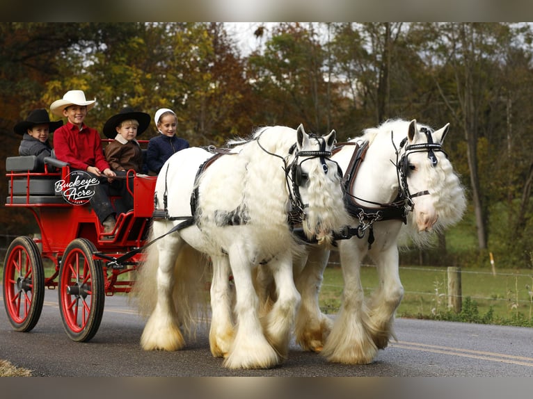 Cob Irlandese / Tinker / Gypsy Vanner Castrone 8 Anni 132 cm Bianco in Millersburg