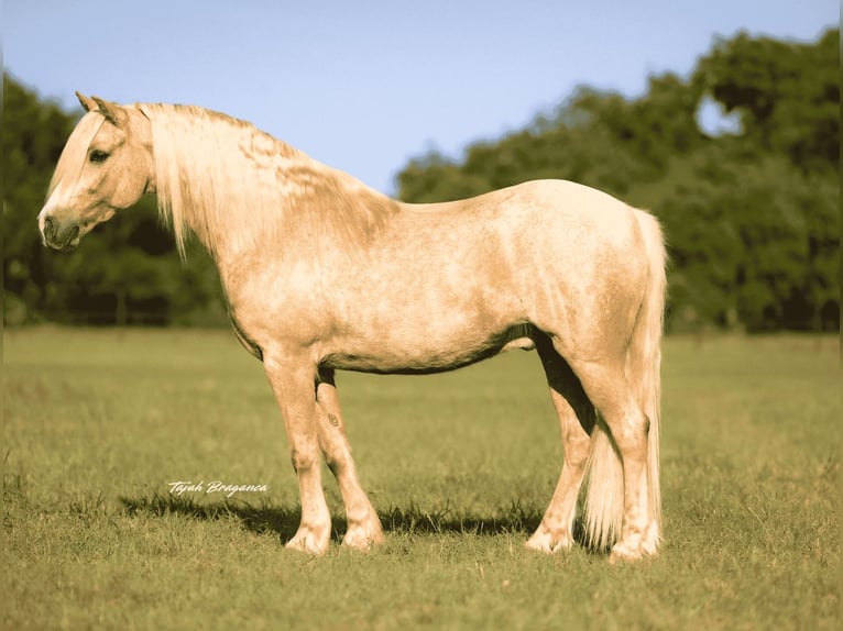 Cob Irlandese / Tinker / Gypsy Vanner Mix Castrone 8 Anni 132 cm Palomino in Weatherford, TX