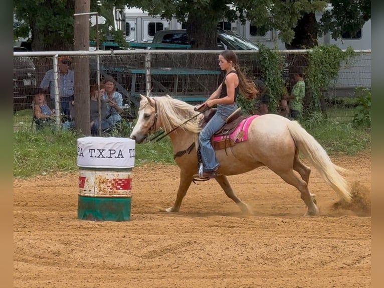 Cob Irlandese / Tinker / Gypsy Vanner Mix Castrone 8 Anni 132 cm Palomino in Weatherford, TX