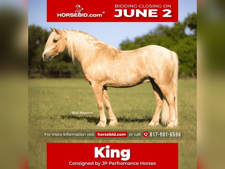 Cob Irlandese / Tinker / Gypsy Vanner Mix Castrone 8 Anni 132 cm Palomino in Weatherford, TX