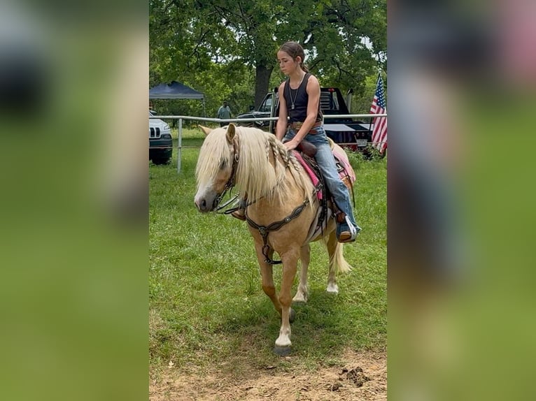 Cob Irlandese / Tinker / Gypsy Vanner Mix Castrone 8 Anni 132 cm Palomino in Weatherford, TX