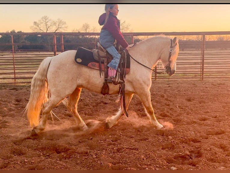 Cob Irlandese / Tinker / Gypsy Vanner Mix Castrone 8 Anni 132 cm Palomino in Weatherford, TX