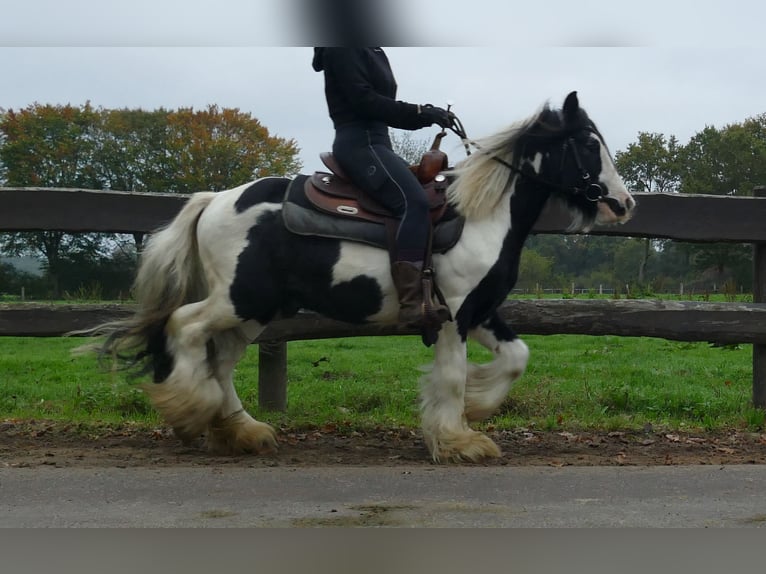Cob Irlandese / Tinker / Gypsy Vanner Castrone 8 Anni 132 cm Pezzato in Lathen