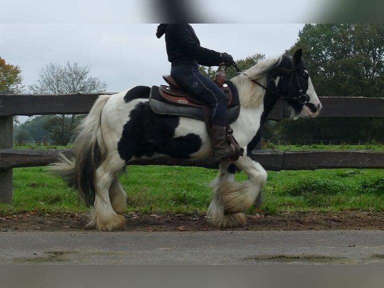 Cob Irlandese / Tinker / Gypsy Vanner Castrone 8 Anni 132 cm Pezzato in Lathen
