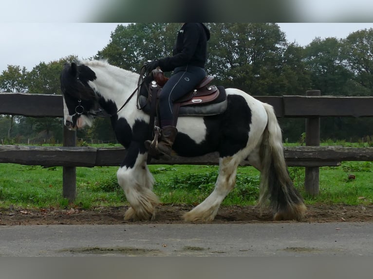 Cob Irlandese / Tinker / Gypsy Vanner Castrone 8 Anni 132 cm Pezzato in Lathen