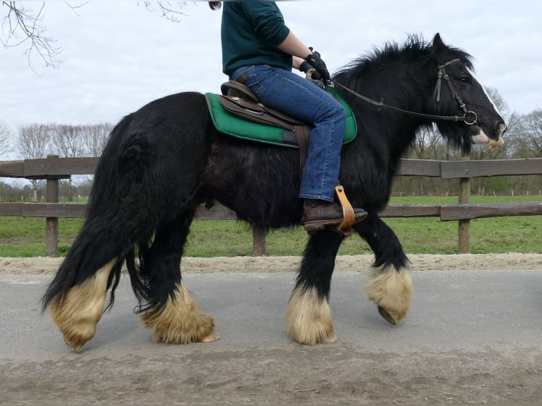 Cob Irlandese / Tinker / Gypsy Vanner Castrone 8 Anni 134 cm Morello in Lathen