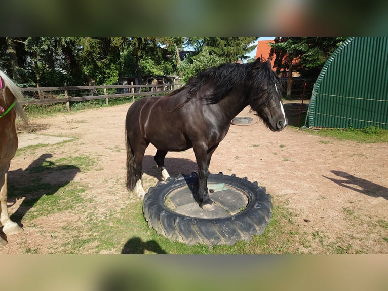 Cob Irlandese / Tinker / Gypsy Vanner Mix Castrone 8 Anni 135 cm Morello in Freiberg