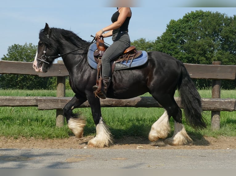 Cob Irlandese / Tinker / Gypsy Vanner Castrone 8 Anni 139 cm Morello in Lathen