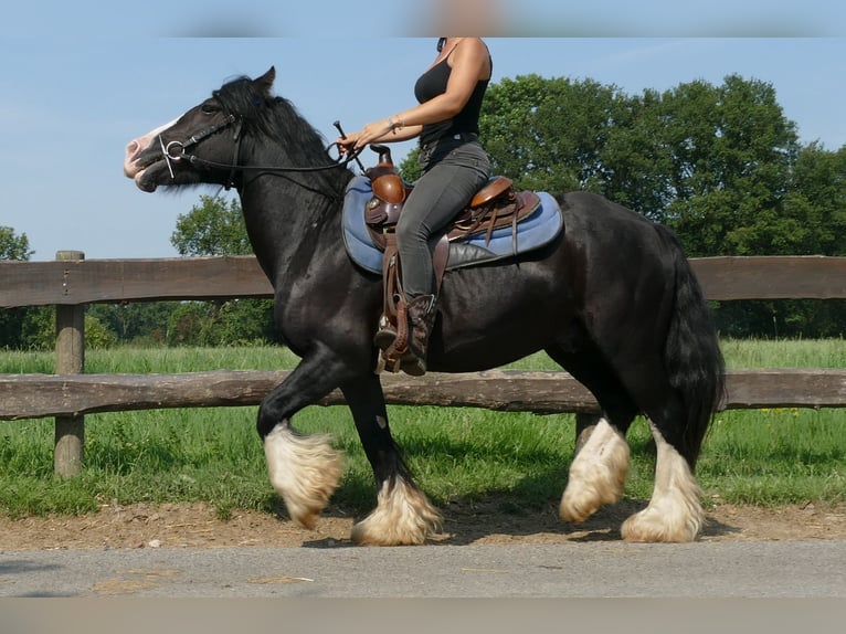 Cob Irlandese / Tinker / Gypsy Vanner Castrone 8 Anni 139 cm Morello in Lathen