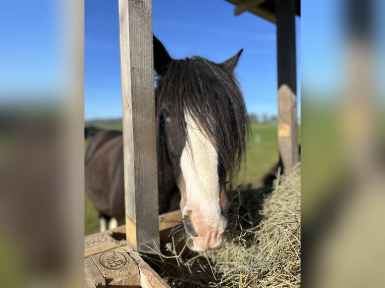Cob Irlandese / Tinker / Gypsy Vanner Castrone 8 Anni 140 cm Morello in Tann